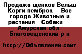 Продажа щенков Вельш Корги пемброк  - Все города Животные и растения » Собаки   . Амурская обл.,Благовещенский р-н